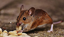 24 Hour & Emergency Exterminators in Salter Path, NC